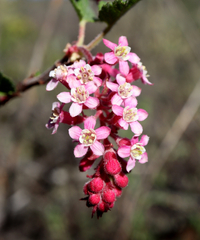 Ribes malvaceum