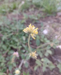 Gomphrenoideae