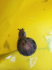 Monadenia infumata