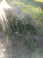 Lantana montevidensis