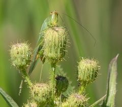Orchelimum gladiator
