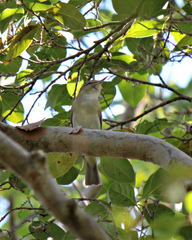 Vireo altiloquus