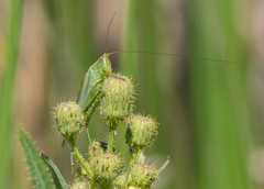 Orchelimum gladiator