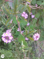 Lantana montevidensis