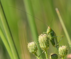Orchelimum gladiator