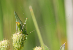 Orchelimum gladiator