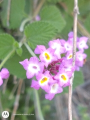 Lantana montevidensis