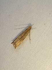 Helcystogramma hystricella