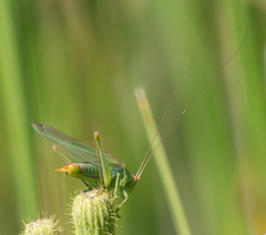 Orchelimum gladiator