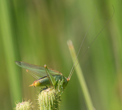 Orchelimum gladiator