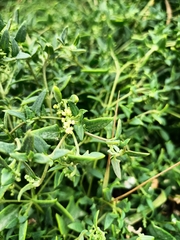 Chenopodium nutans