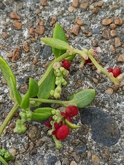 Chenopodium nutans