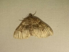 Xanthorhoe lacustrata