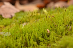 Pseudocrossidium hornschuchianum