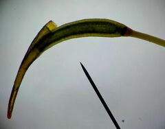 Pseudocrossidium hornschuchianum