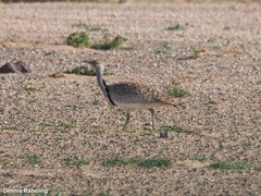 Chlamydotis undulata