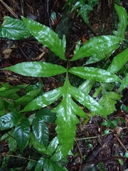 Bolbitis semipinnatifida