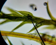 Pseudocrossidium hornschuchianum