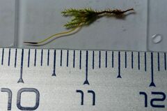 Pseudocrossidium hornschuchianum