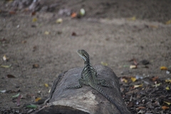 Intellagama lesueurii lesueurii