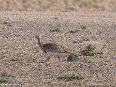 Chlamydotis undulata