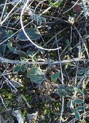 Anthyllis vulneraria