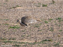 Chlamydotis undulata