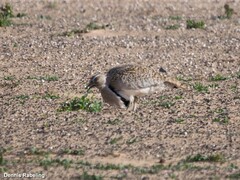 Chlamydotis undulata