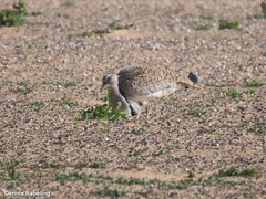 Chlamydotis undulata