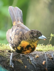 Ramphocelus flammigerus