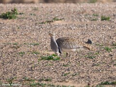 Chlamydotis undulata