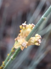 Asclepias albicans