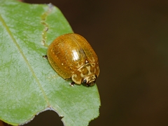 Paropsisterna cloelia
