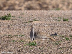 Chlamydotis undulata