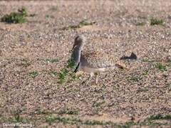 Chlamydotis undulata