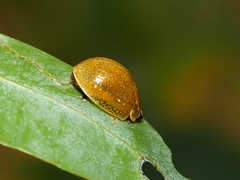 Paropsisterna cloelia
