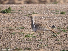 Chlamydotis undulata