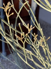 Asclepias subulata