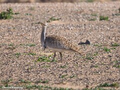 Chlamydotis undulata