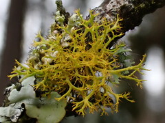 Teloschistes flavicans