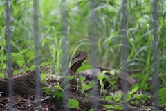 Intellagama lesueurii lesueurii