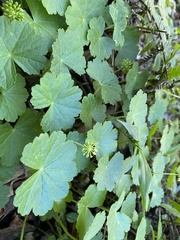 Hydrocotyle nepalensis