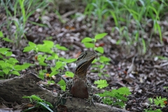 Intellagama lesueurii lesueurii