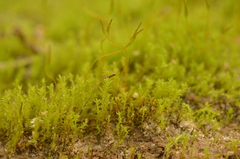 Pseudocrossidium hornschuchianum