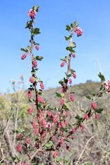 Ribes malvaceum