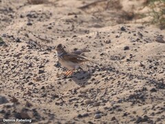 Alaudala rufescens