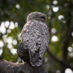 Great Potoo photo 5
