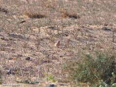 Bucanetes githagineus