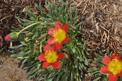 Calandrinia caespitosa