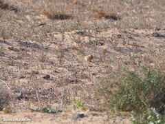 Bucanetes githagineus